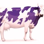 Vaca Purpura