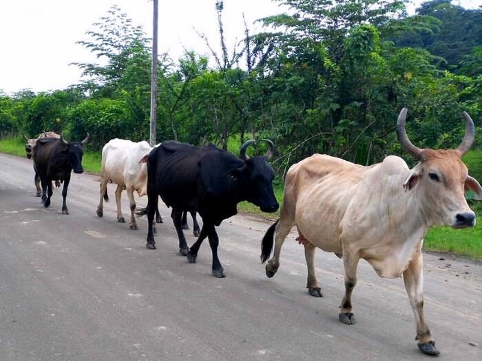 Ganado en la Carretera